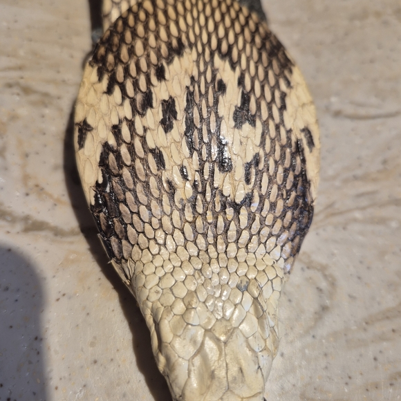 Real Cobra Snake Pattern Belt with Snake Head Buckle - Picture 4 of 7